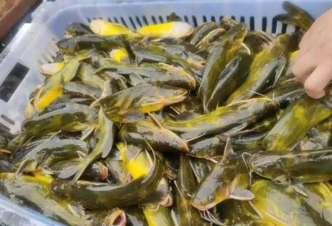黄颡鱼价格动态，揭秘价格秘密与友情之味